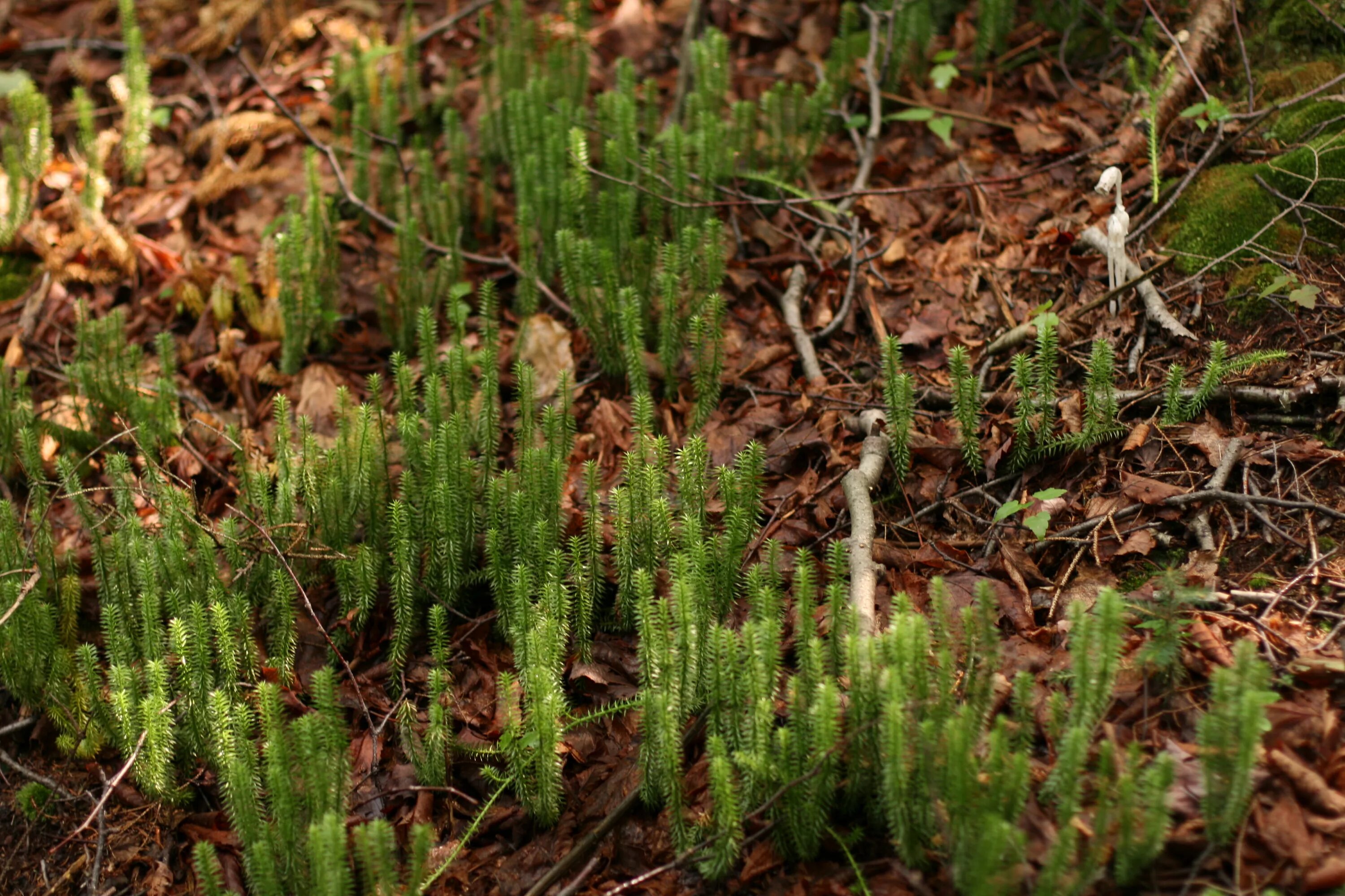 Плауны в лесу. Плаун ликоподий. Плаун годичный (Lycopodium annotinum). Плаун булавовидный. Плаун двуострый.