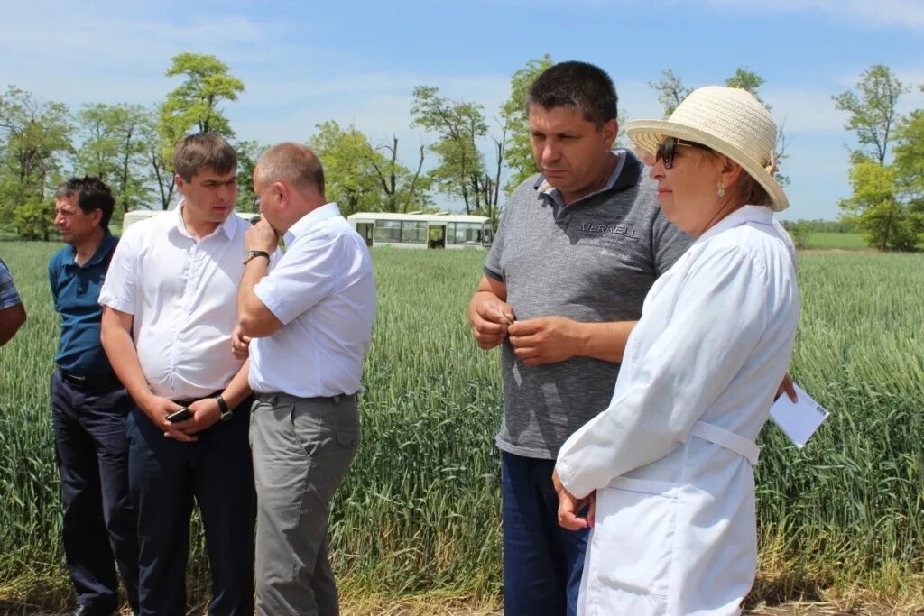 Село Падинское Новоселицкий район. Село Падинское Новоселицкий район Ставропольский край. ОПХ Луч Новоселицкий район Ставропольский край. Колхоз Родина Новоселицкий район Ставропольский край.