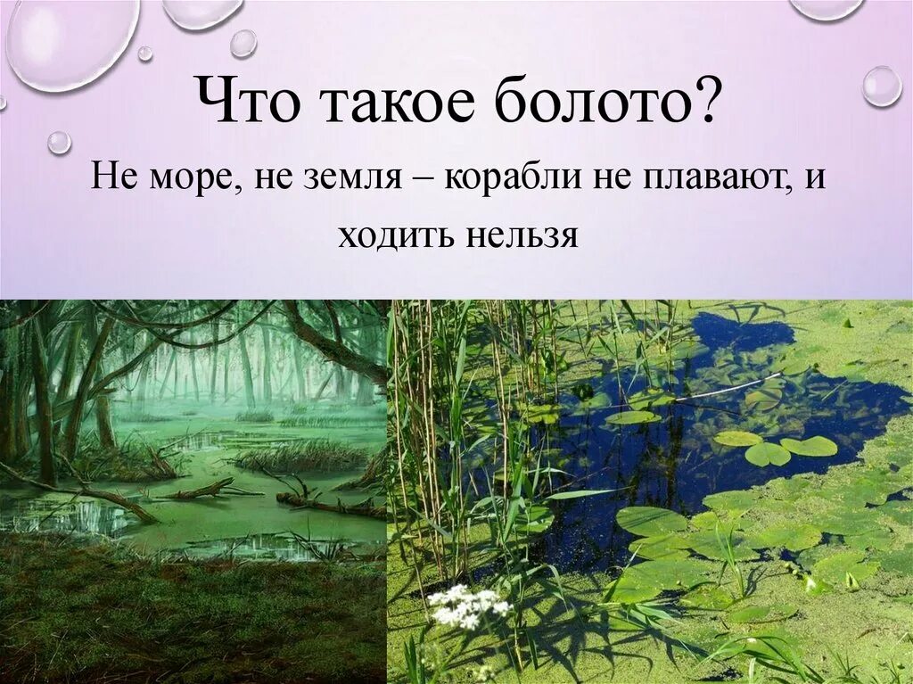 Слова со слова болото. Презентация о болоте. Болото для детей. Презентация на тему болото. Понятие болото.