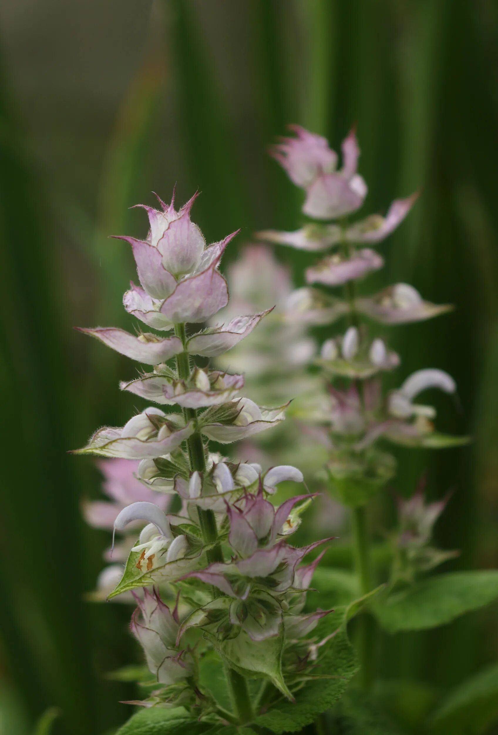 Шалфей мускатный (Salvia sclarea). Шалфей мускусный. Сальвия шалфей мускатный. Шалфей мускатный вознесенский