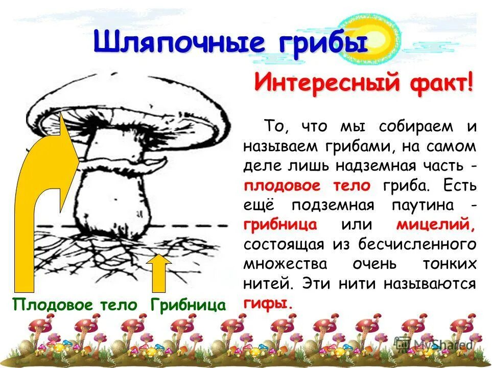 Составить предложение со словом грибница окружающий