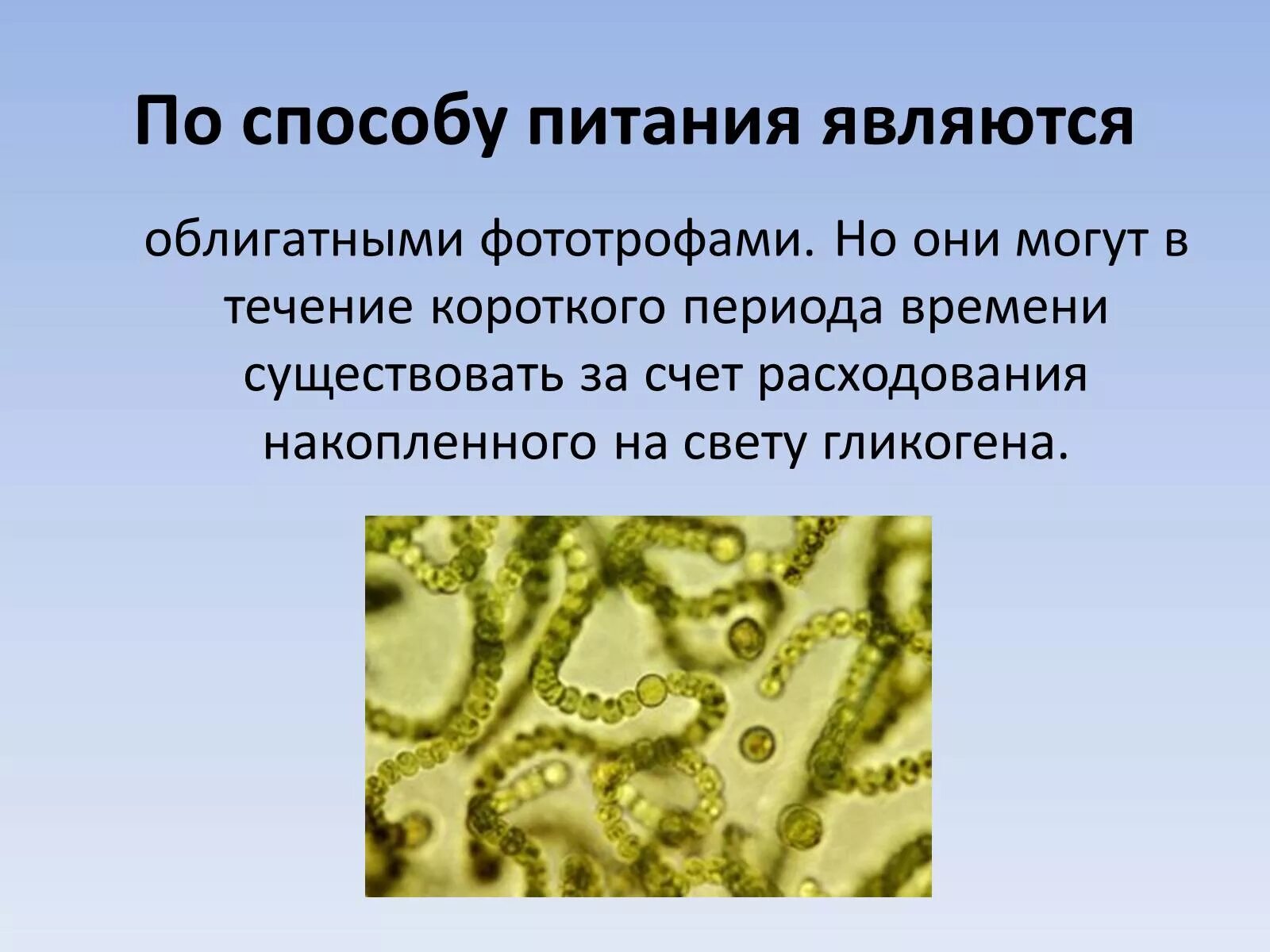 Цианобактерии относят к водорослям. Прокариотические цианобактерии. Цианобактерии (синезелёные). Цианобактерии бациллы. Синезеленые водоросли цианобактерии.