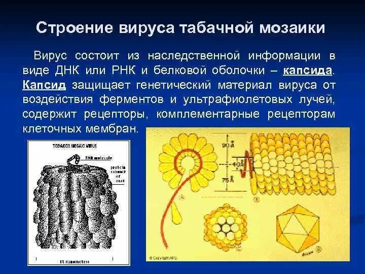 Строение вирусов растений. Палочковидная (вирус табачной мозаики). Вирус табачная мозаика капсид. Строение вируса мозаики табака. Строение вириона вируса табачной мозаики.