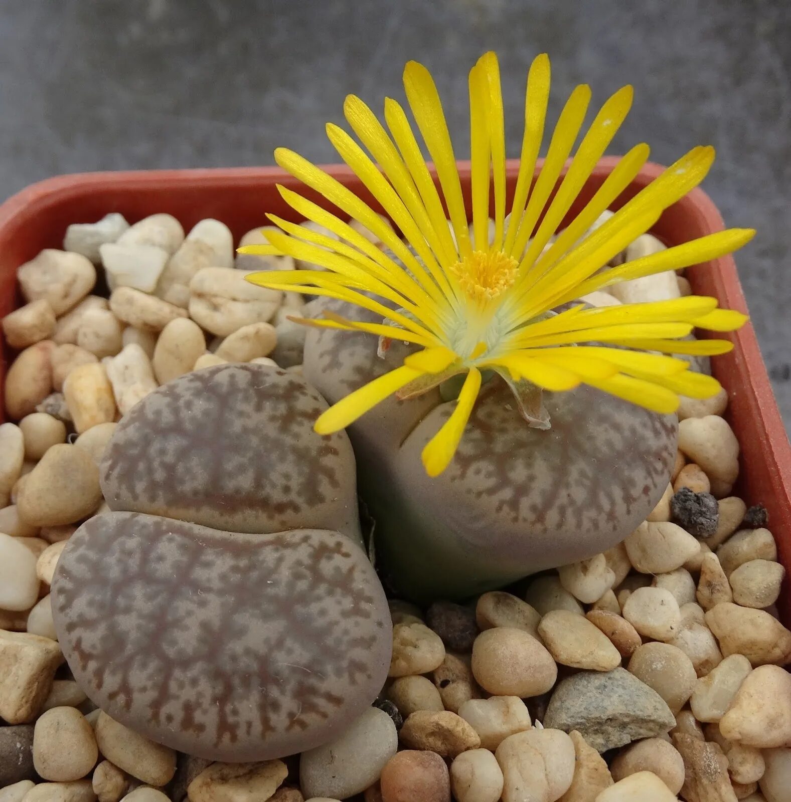 аизовые литопс. литопс живые камни. литопс живые камни. литопсы цветут. литопсы цветут.