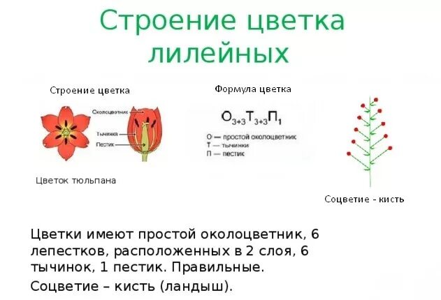 Какой тип питания характерен для тюльпана