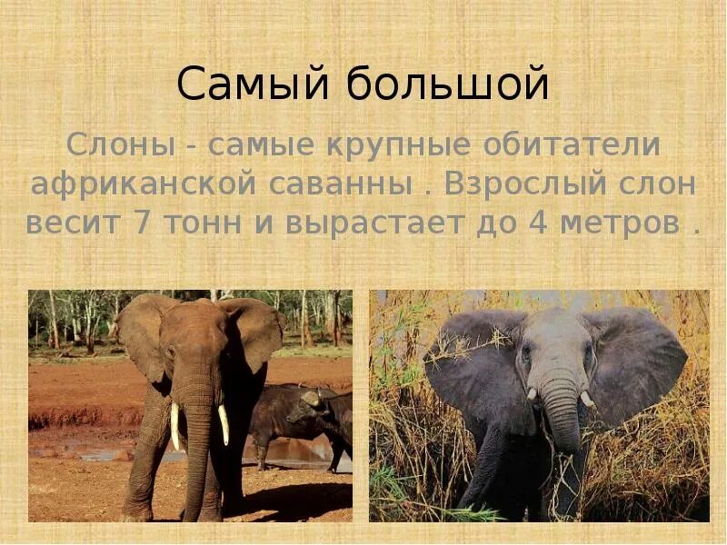 Сколько кг слона. Самый большой слон. вес слона. слон весит. вес африканского слона.
