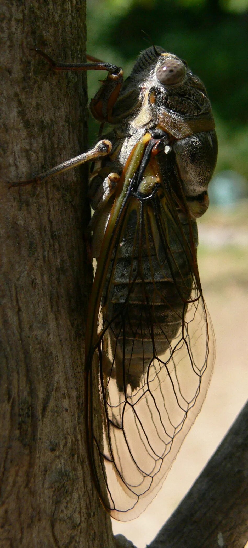 Нимфа цикады среда обитания. Нимфа цикады. lyristes plebejus. цикада ясеневая. цикада криптотимпана.