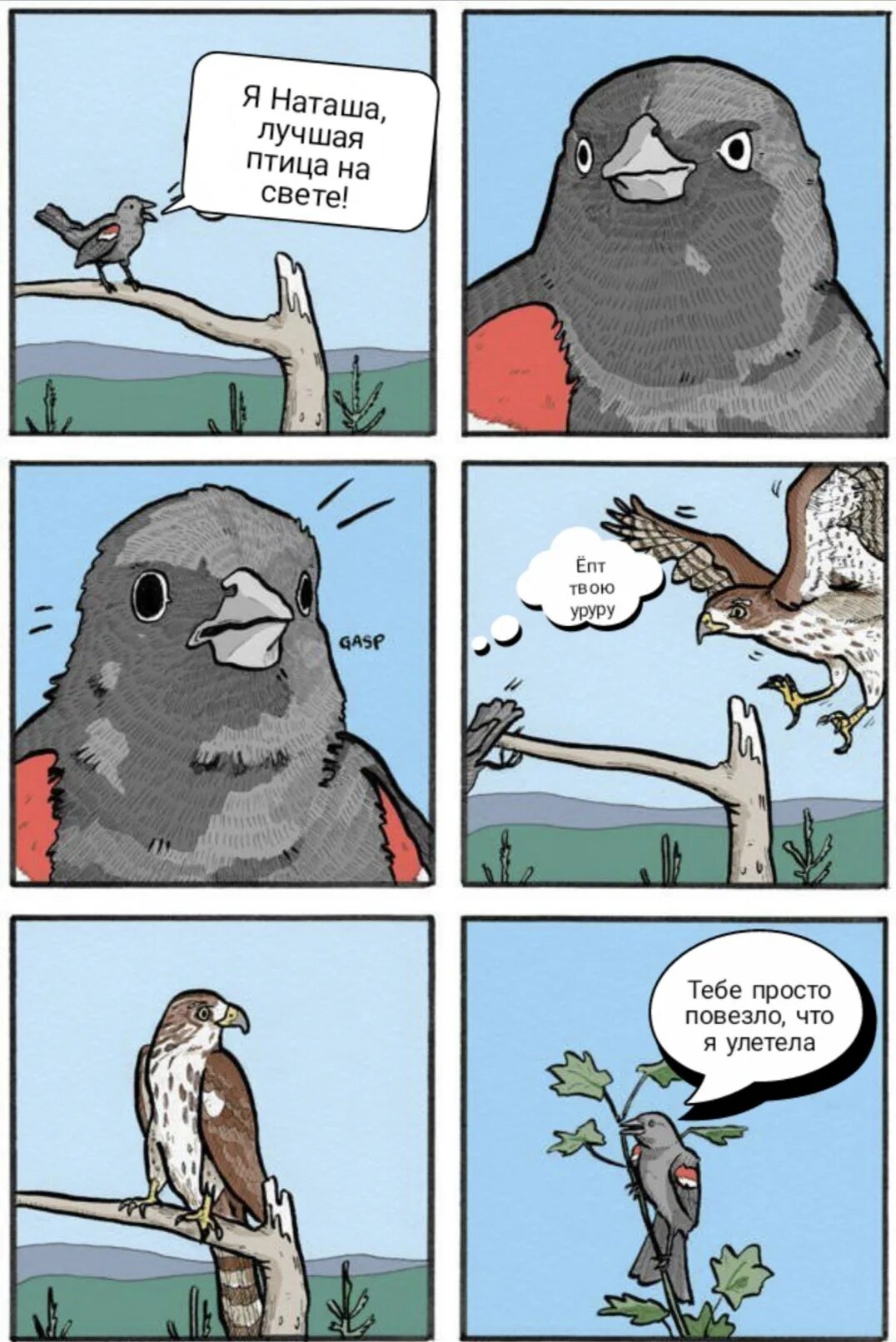 I a bird перевод. Мемы с птицами. Комиксы про птиц. Смешные мемы с птицами. Мемы про птиц комиксы.