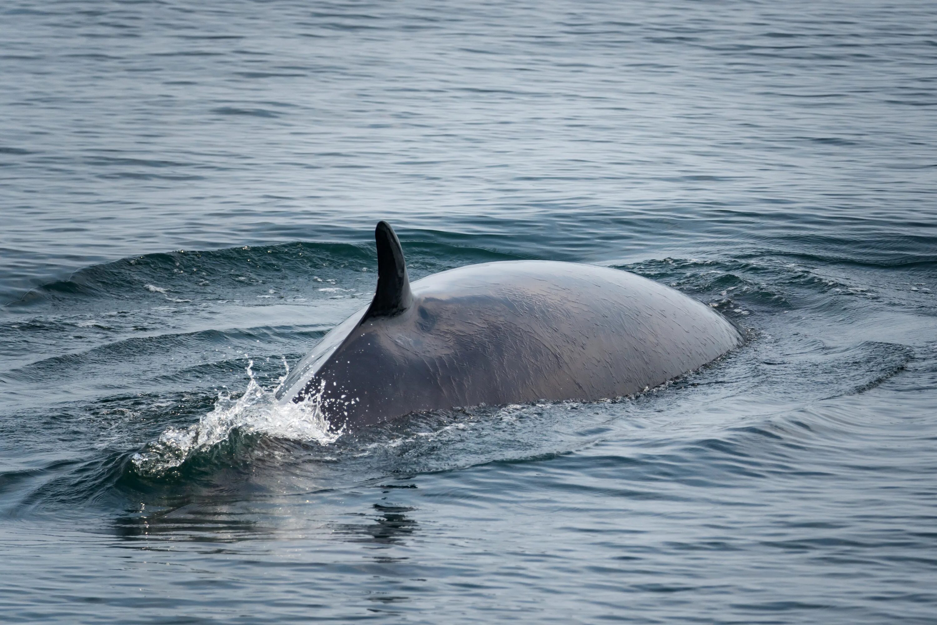 Кит анапа. Малый полосатик Balaenoptera acutorostrata. Кит малый полосатик. Полосатиковые киты (Финвал). Северный малый полосатик.