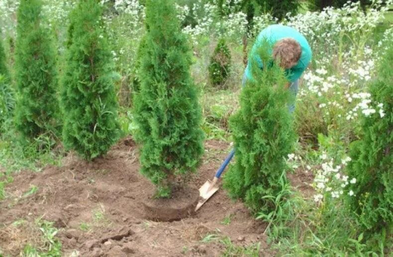 Когда открывать туи после зимы. Туя Колумна саженцы. Мульчирование туи Смарагд. Высадка туи Смарагд. Туя Колумна (columna).