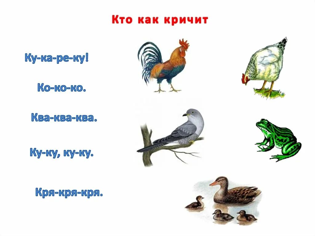 Автоматизация звука к в словах. Автоматизация звука с. Кто как кричит. Автоматизация звука кь. Автоматизация заднеязычных звуков к-г.