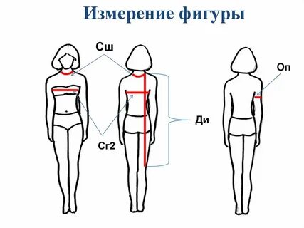 Мерки при измерении фигуры