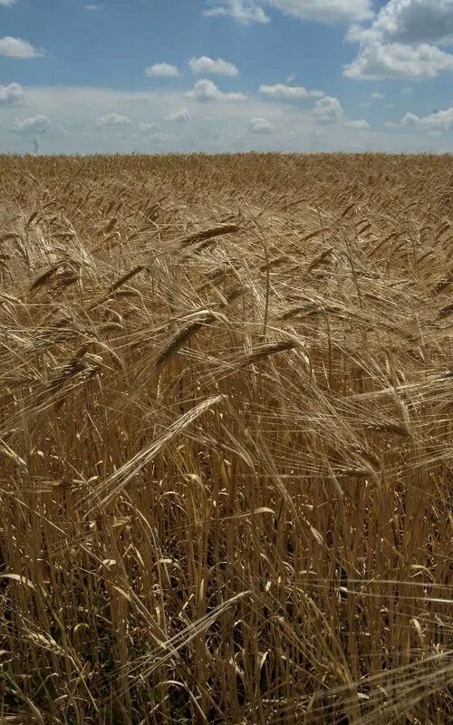 нива- засеянное поле, пашня. хлебная нива. хлебная нива. нива колос. хлебные поля удмуртии.
