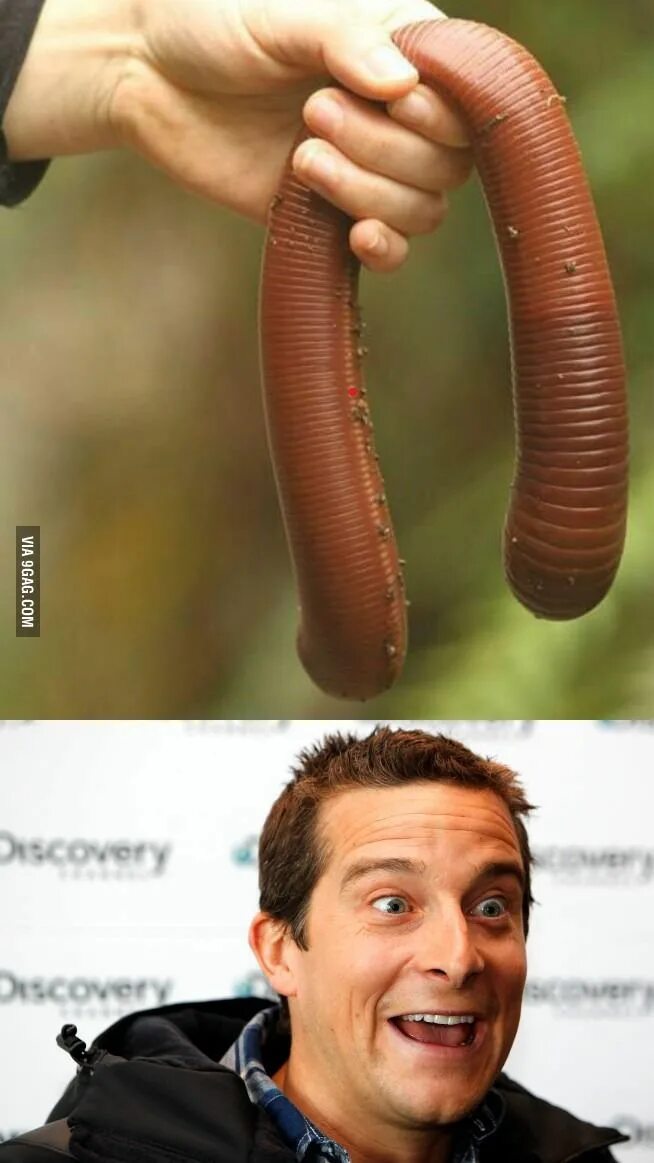 Самой большой червь. Огромный дождевой червь. Большой толстый червяк.