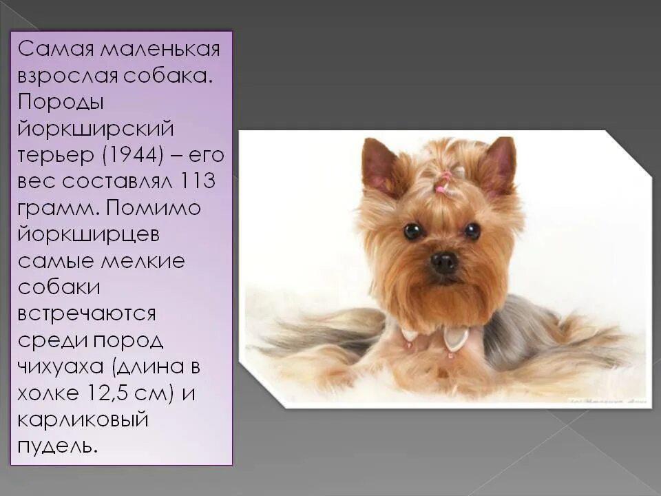 Содержание йорка
