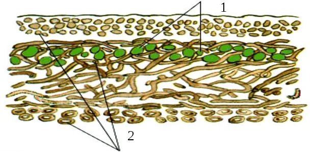 Строение лишайника без подписей. Лишайник биология строение. Строение слоевища лишайника без подписи. Модель лишайника по биологии 5. Гриб водоросль цианобактерия