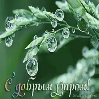 С добрым дождливым утром картинки с пожеланиями
