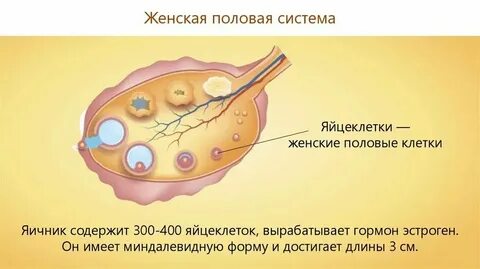 Женских половых клеток яичников