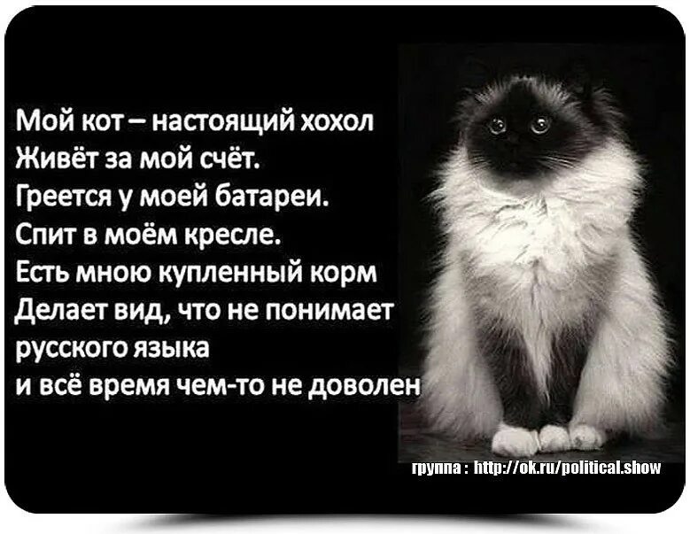 Мой кот хохол. Мой кот настоящий хохол. Мой кот хохол живёт за мой. Мой кот как хохол. Кот украинец