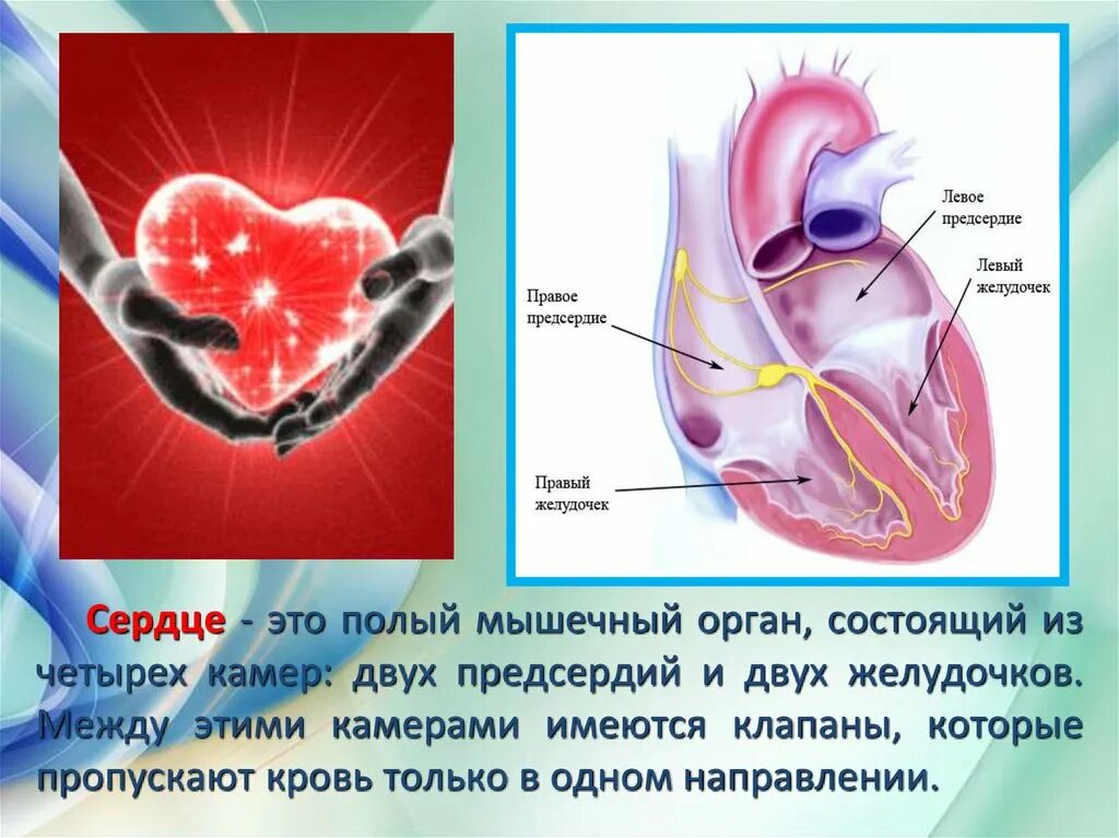 Правое и левое предсердие. Сердце. Сердце полый мышечный орган. 3 в левое предсердие впадают