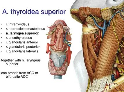 Superior's