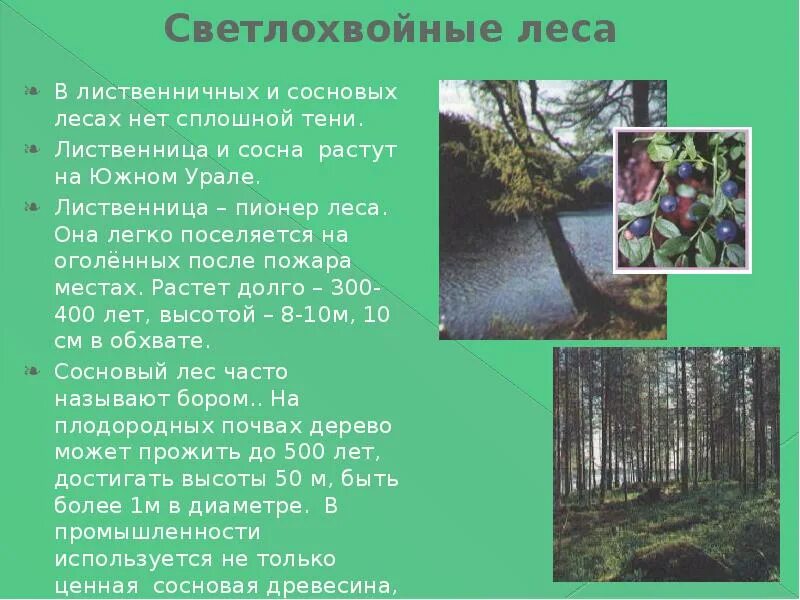 Животные светлохвойного леса. Деятельность человека в светлохвойной тайге. Светлохвойные леса животные. Темнохвойные и светлохвойные леса. Светлохвойные леса животные.