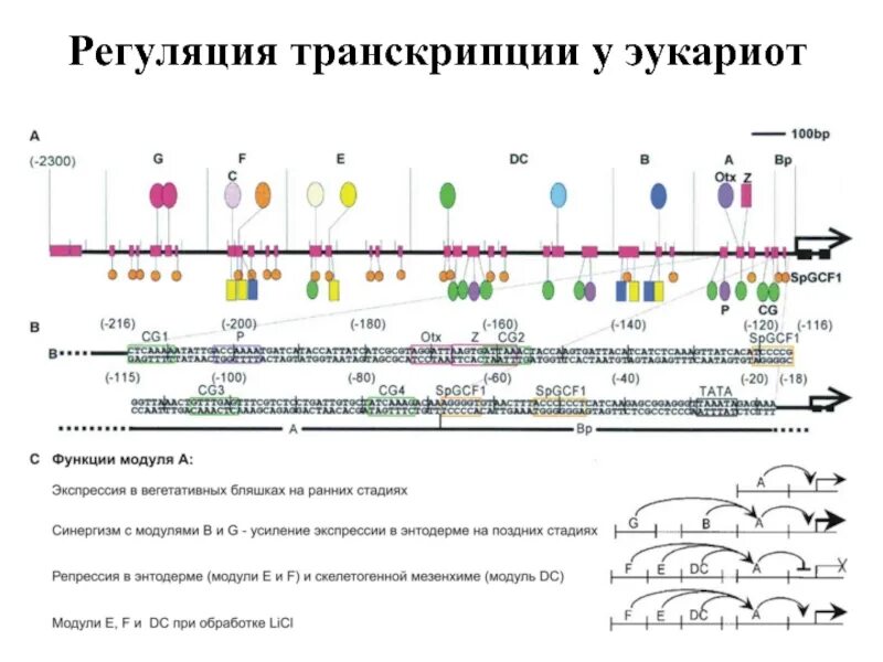 Регуляция транскрипции. Регуляция транскрипции и трансляции у эукариот. схема регуляции транскрипции у эукариот. единица транскрипции у эукариот. обратная транскрипция у эукариот.