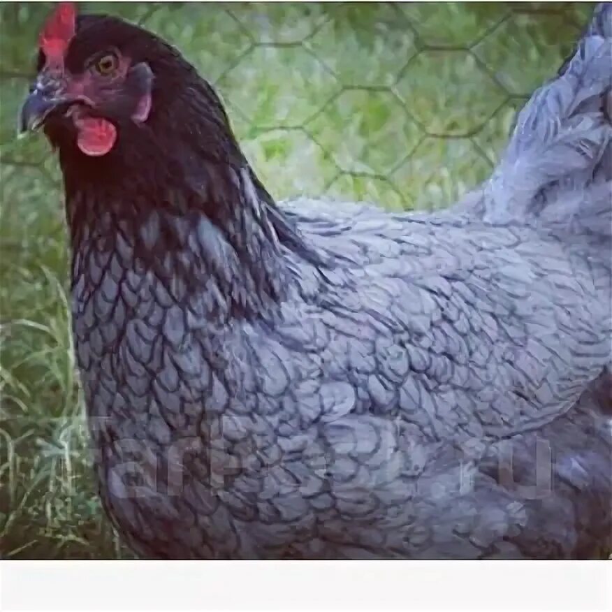 Доминант гс 459. Куры доминант gs459. Куры доминанты 459. Цыплята доминант 459gs. Куры доминанты 459.