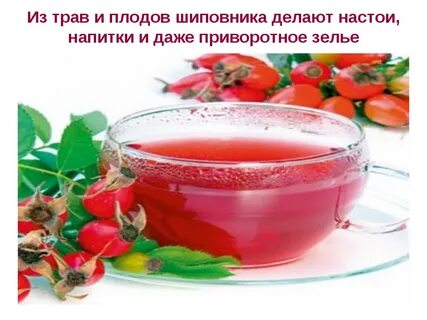 Шиповник натощак можно ли
