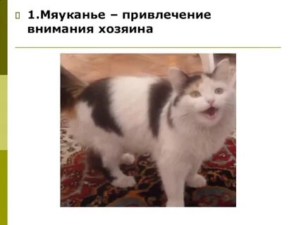Привлечение кошки