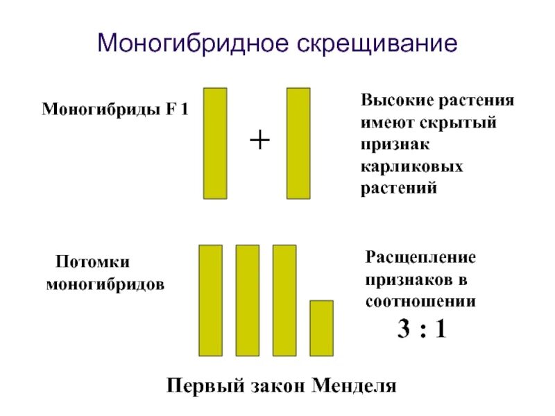 Моногибридное скрещивание. Моногибридное скрещивание это скрещивание. Моногибридное скрещивание 1:1:1:1. Моногибридное скрещивание 1 закон.