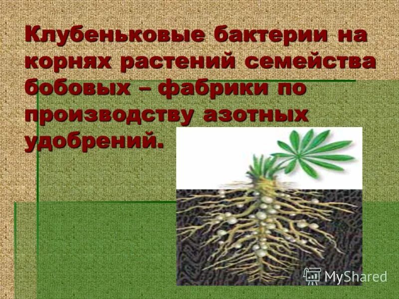 Клубеньковые бактерии и горох тип взаимоотношений. Клубеньковые бактерии на корнях. клубеньковые азотфиксирующие бактерии. клубеньковые бактерии и бобовые растения.