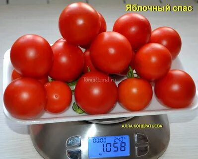 Томат яблоня