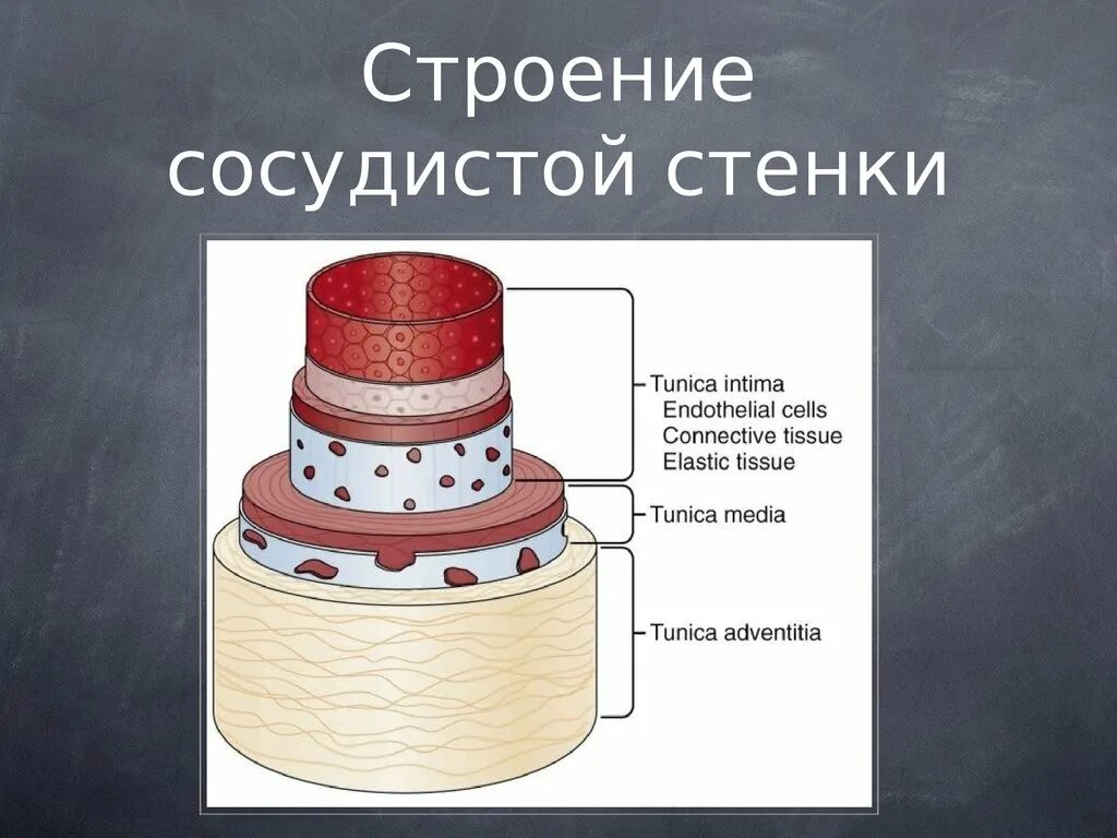 Сосуд через стенки. Анатомия сосудистой стенки. слои сосудистой стенки. строение стенки сосудов. структура сосудистой стенки.