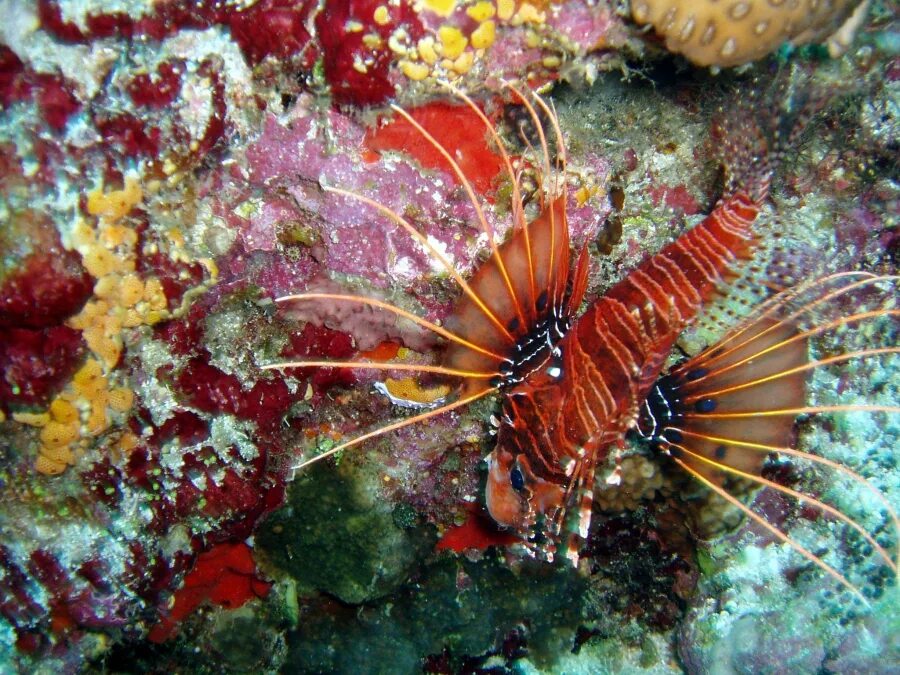 Обитатели индийского. Морские животные. Обитатели океана. Подводный мир японского моря. Подводные обитатели.