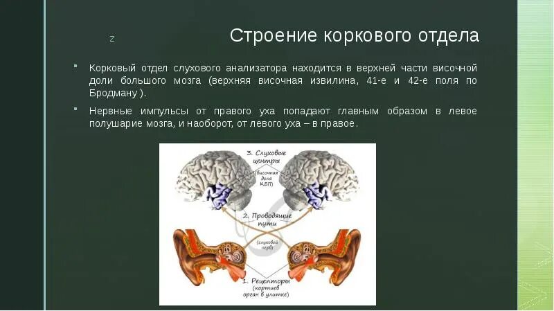 Корковый отдел слухового анализатора. Корковый отдел слухового анализатора расположен. Центральный отдел слухового анализатора. Корковое ядро слухового анализатора.