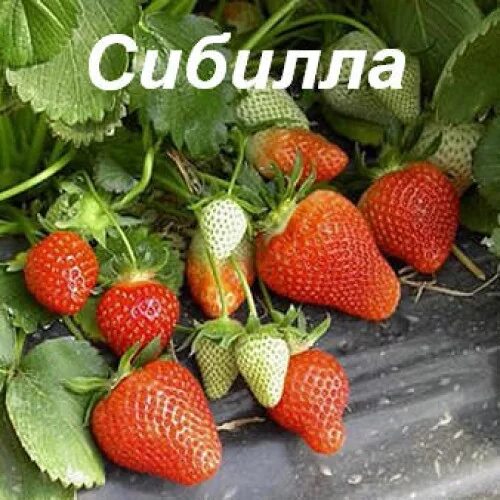 Клубника сибилла Foto-Gadanie.ru