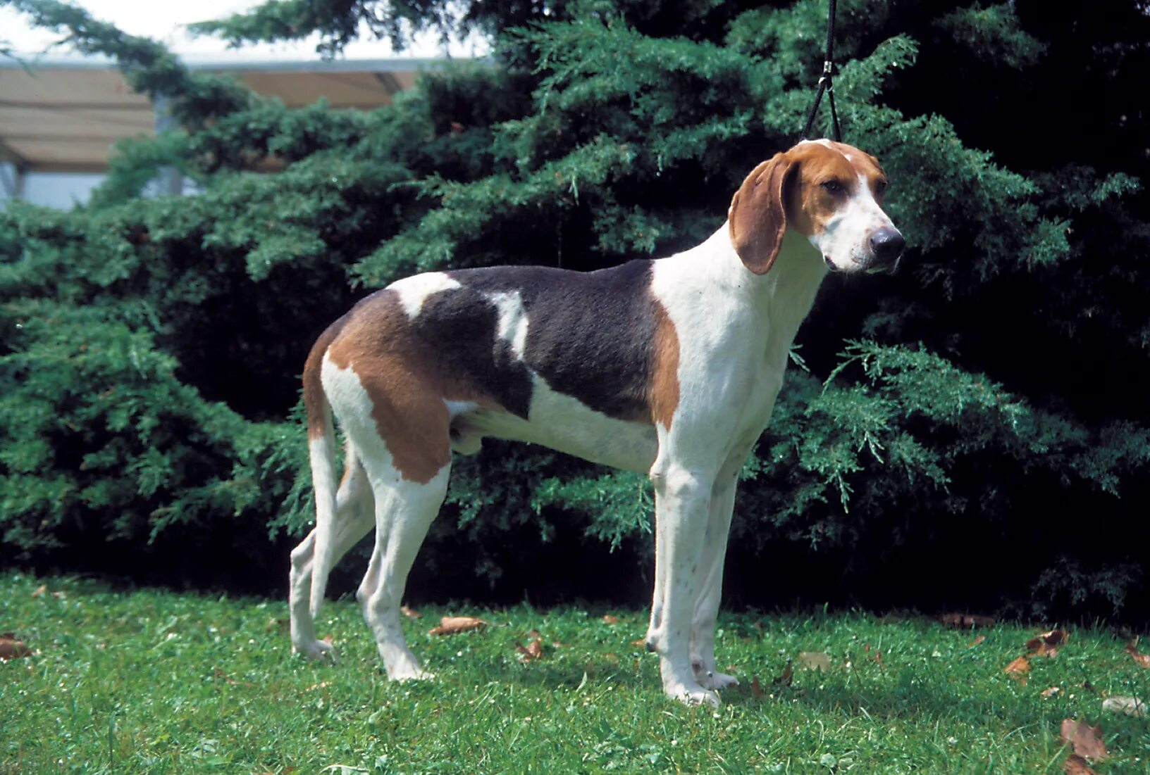 Англо гончая. Французская трехцветная гончая. Great Anglo-French Tricolour Hound. Французская трехцветная гончая французская трехцветная гончая. Испанская гончая порода.