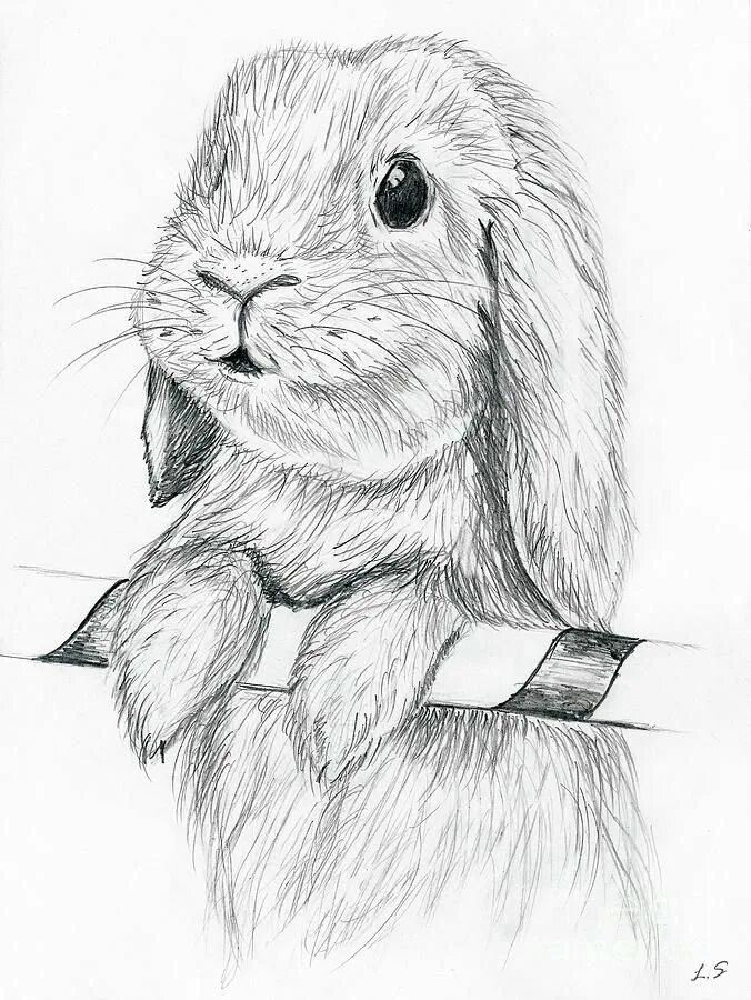 Нарисовать кролика карандашом. Животные карандашом. Кролик карандашом. Кролик рисунок карандашом. Кролик простым карандашом.