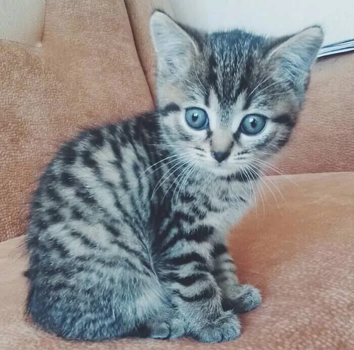 Как мне назвать кошку