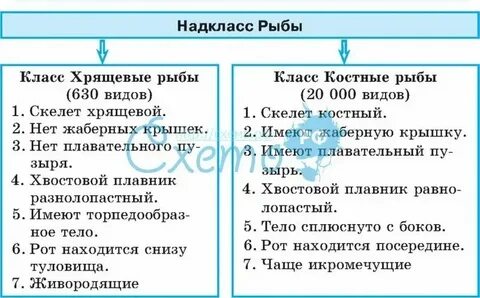 Классы хрящевых рыб таблица