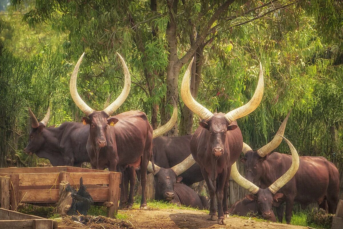 Good africa. Коровы Руанды длиннорогие. Ватусси Кения. Африканская корова ватусси женщины. Королевские коровы инямбо.
