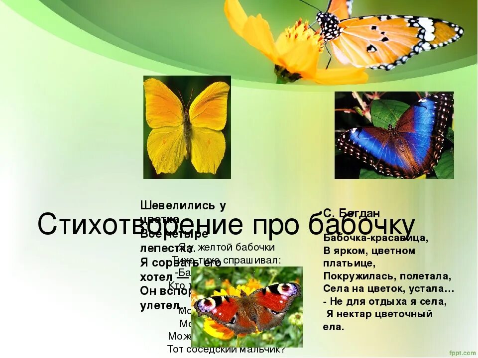 Почему полет бабочки бесшумен