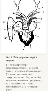 Сердце лягушки