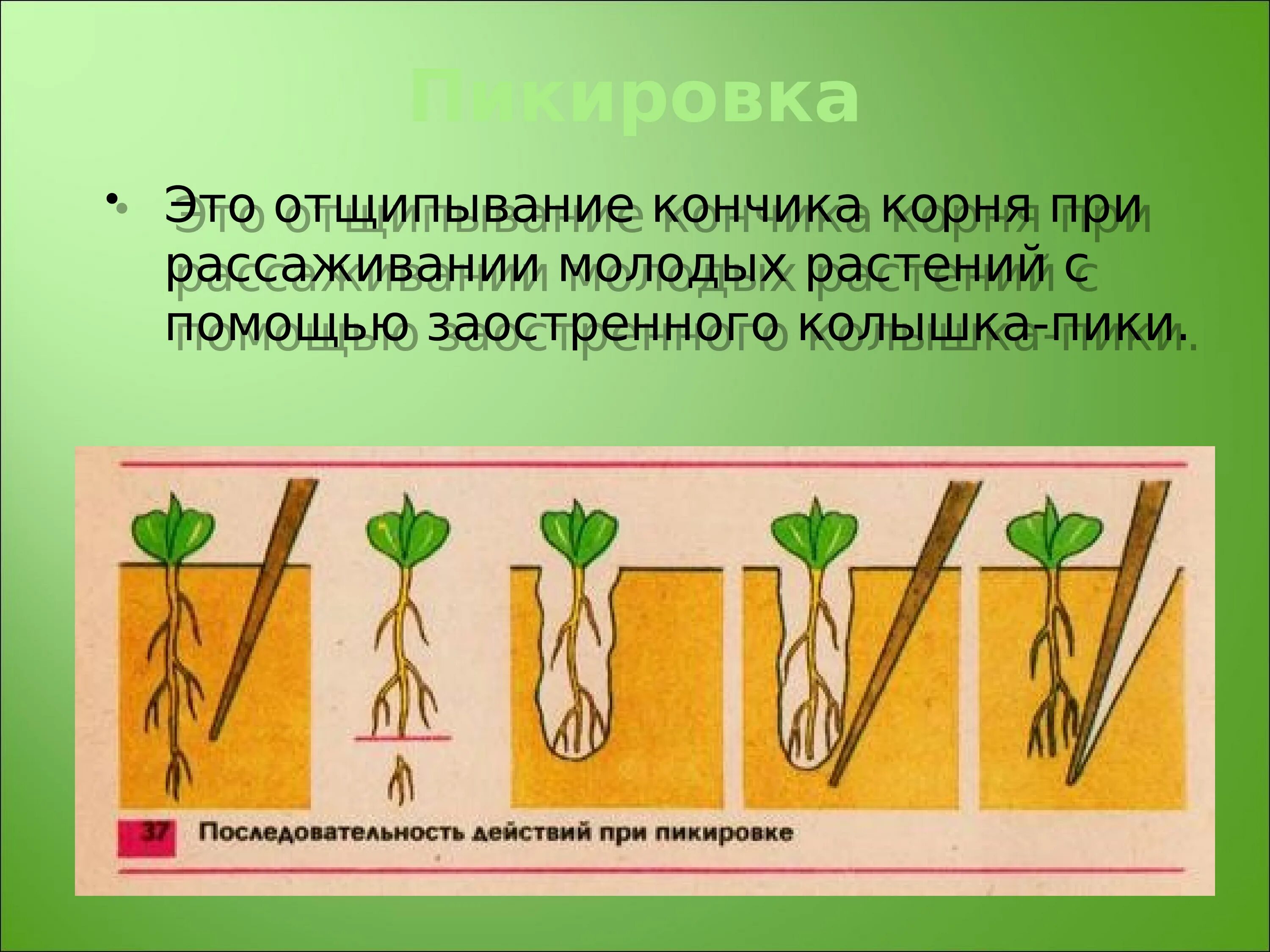 Как называется процесс когда растение растет. Пикировка корня. Пикировка корня растения. Пикировка корня биология. Агротехнические приемы пикировка.