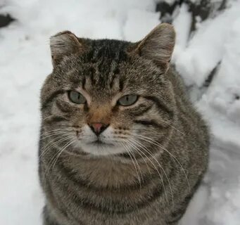 Бойцовская кошка