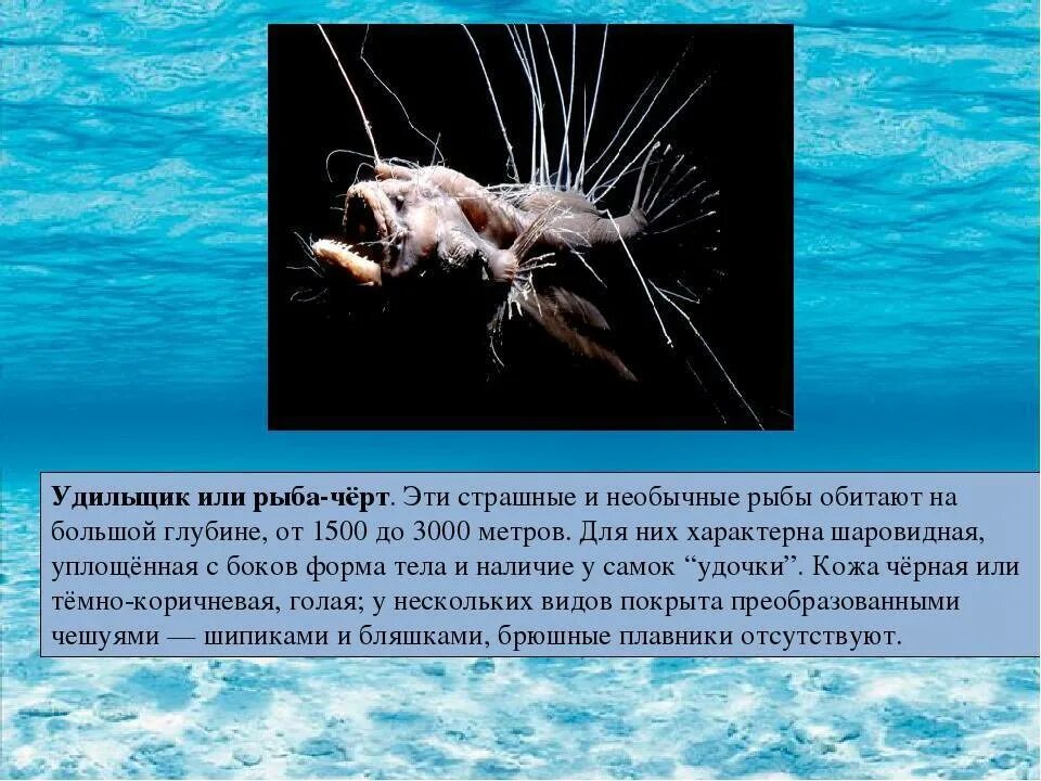 Сравните условия обитания рыб удильщика и акулы. Удильщик глубина обитания. рыба удильщик глубина обитания. европейский удильщик. строение удильщика.