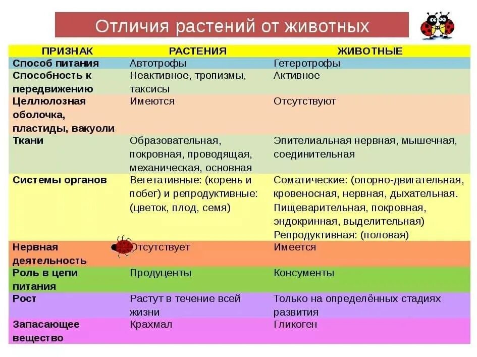 Что общего и чем отличается. Основные различия животных от растений. Отличие растений от животных таблица 7 класс. Отличие животных от растений таблица. Чем животные отличаются от растений.