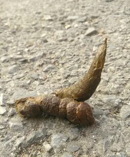 Археологические находки: экскременты древнего человека на фотографиях Другие жив