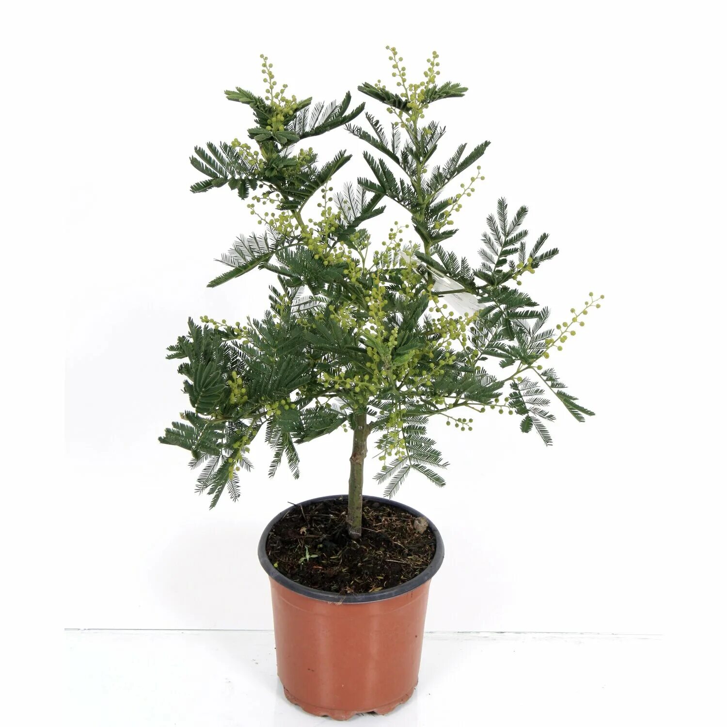 Стыдливая Мимоза Акация. Мимоза Acacia dealbata. Мимоза стыдливая в горшке. Акация серебристая Мимоза.